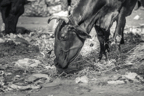 lightflow-india-sw (80 von 200).jpg