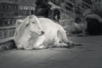 lightflow-india-sw (152 von 200).jpg