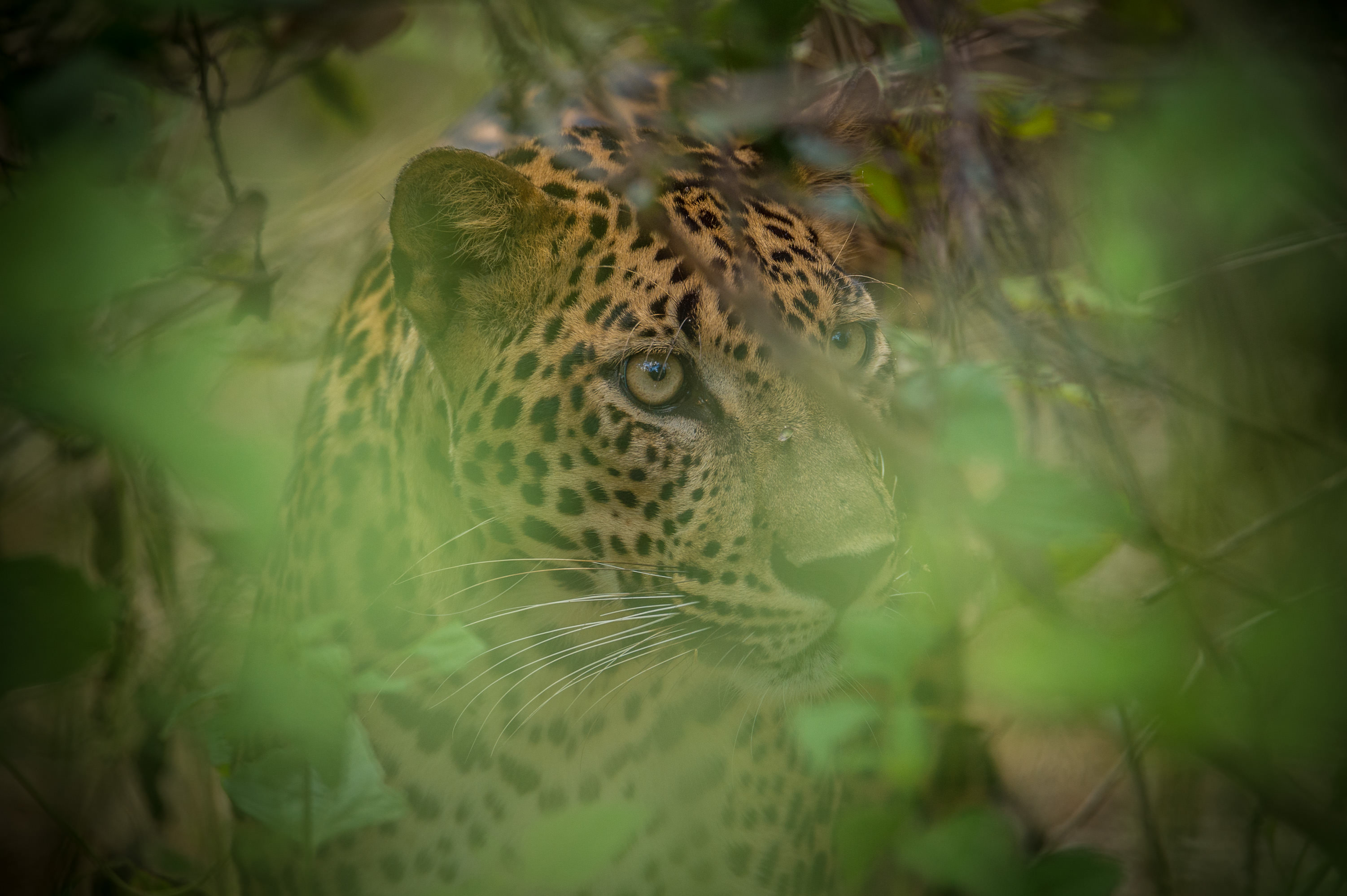 lightflow-srilanka 46_.jpg