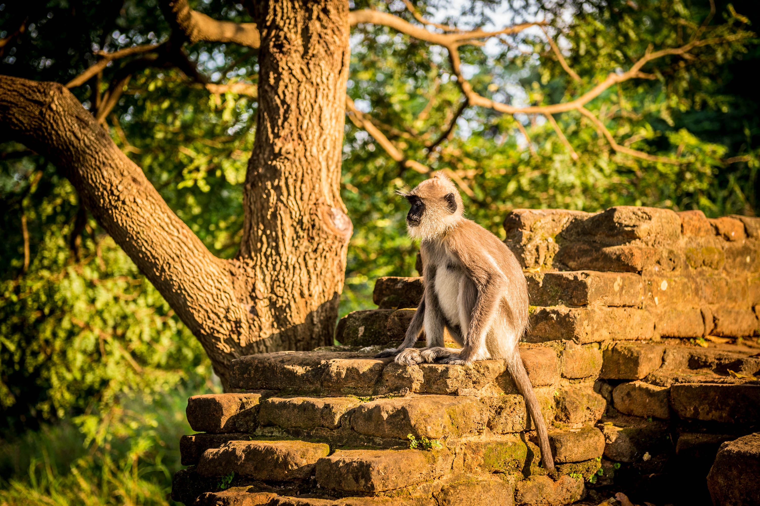 lightflow-srilanka 15_.jpg