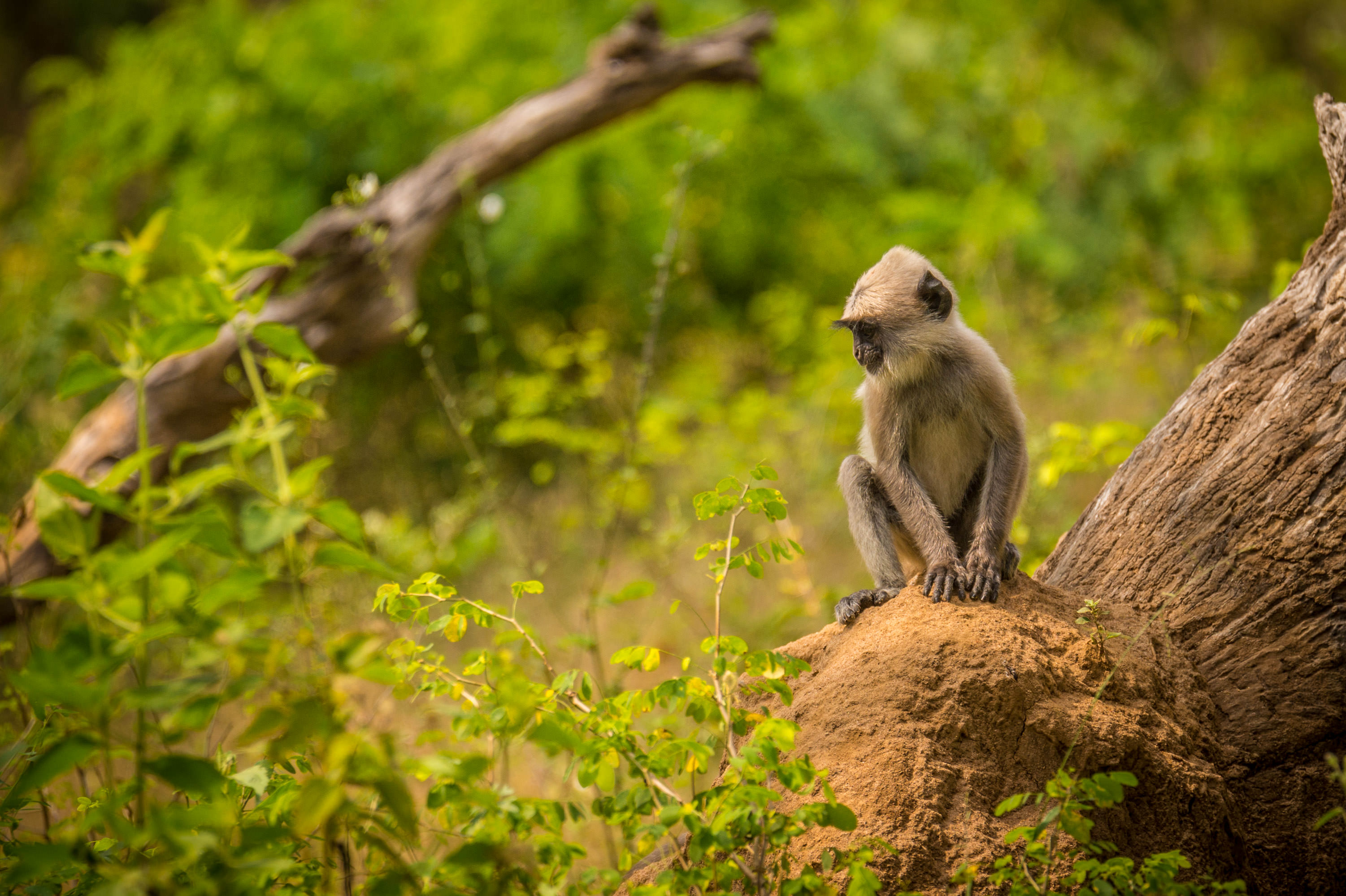lightflow-srilanka 160_.jpg
