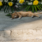 lightflow-thailand- 118_.jpg
