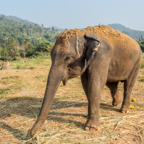 lightflow-thailand- 252_.jpg