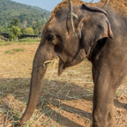 lightflow-thailand- 253_.jpg