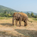 lightflow-thailand- 254_.jpg