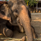 lightflow-thailand- 255_.jpg